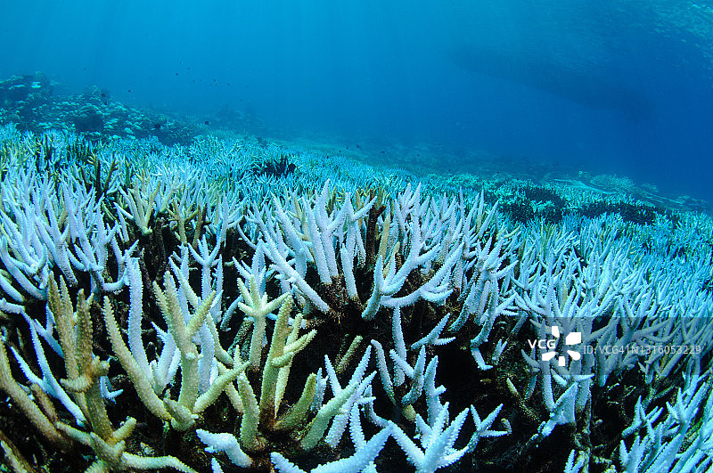 大堡礁的珊瑚白化图片素材