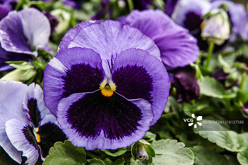紫色的三色堇花在公园里图片素材