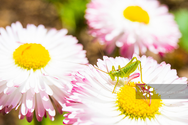 五颜六色的花朵上有一只小蚱蜢坐在花瓣上图片素材