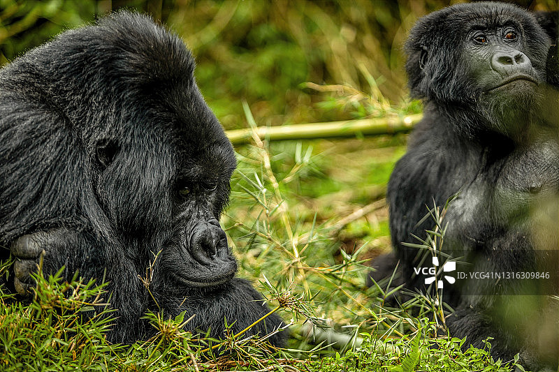 银背山地大猩猩(白令盖大猩猩)与雌性大猩猩的特写图片素材