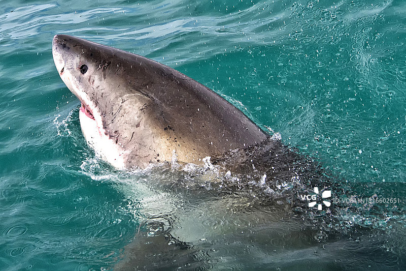 大白鲨，干斯拜，西开普，南非图片素材