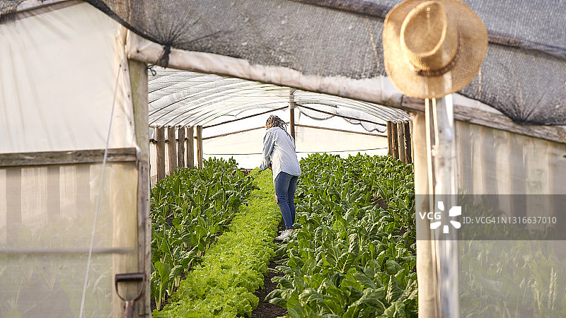 在温室里工作的女农民在果园里工作。图片素材