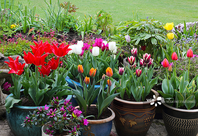 英国家庭花园庭院中盆中色彩鲜艳的郁金香。图片素材