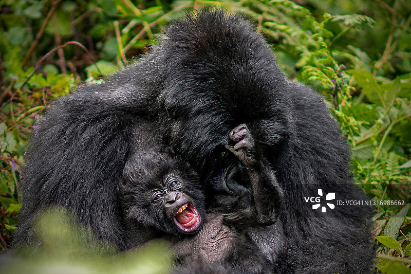 这只刚出生的山地大猩猩(大猩猩)抱在妈妈的怀里，一边看着镜头一边尖叫图片素材