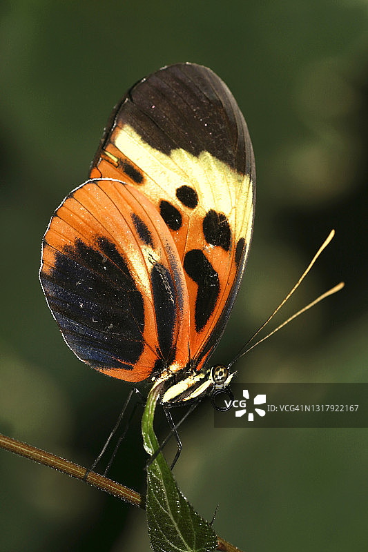 热带蝴蝶，纳波河流域，亚马逊河，厄瓜多尔图片素材