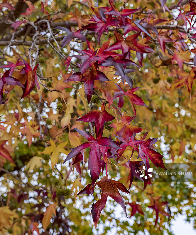 秋叶的颜色-西澳大利亚图片素材