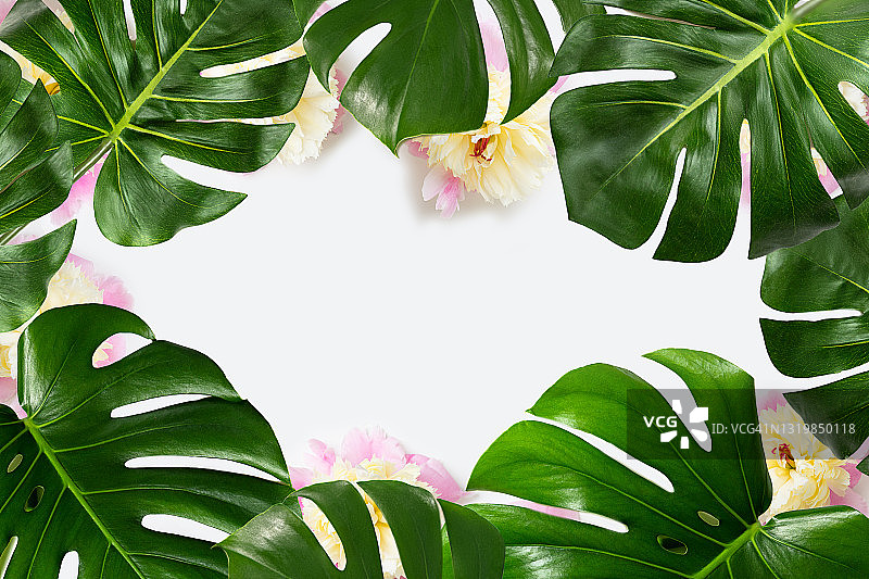 热带叶和粉红色牡丹花在白色背景为时尚的框架，孤立。图片素材