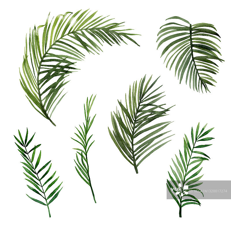 绿色棕榈叶图片素材