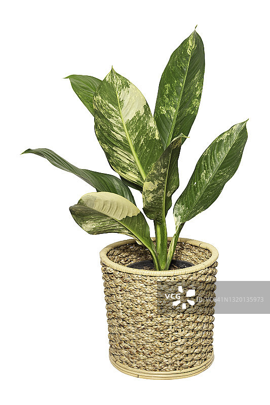 天南星属(天南星科)柳条篮子内的杂色植物，孤立于白色背景上。图片素材