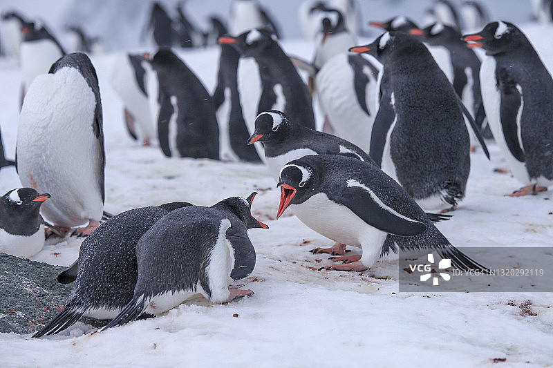 企鹅站在雪地上争吵图片素材