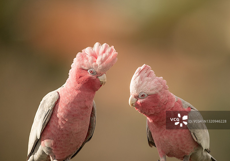 漂亮的粉红凤头鹦鹉图片素材