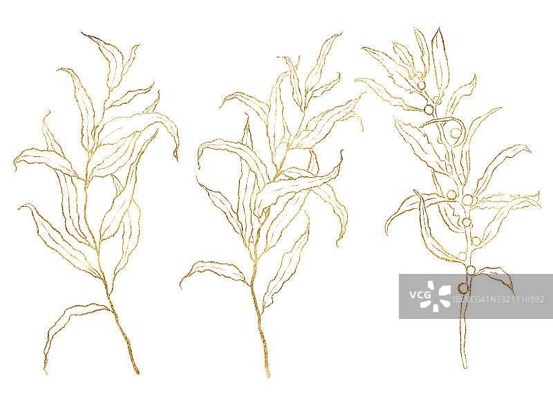 水彩秋天的金色设置线性桉树枝。手绘的叶子孤立在白色的背景。花卉插图设计，印刷，织物或背景。图片素材