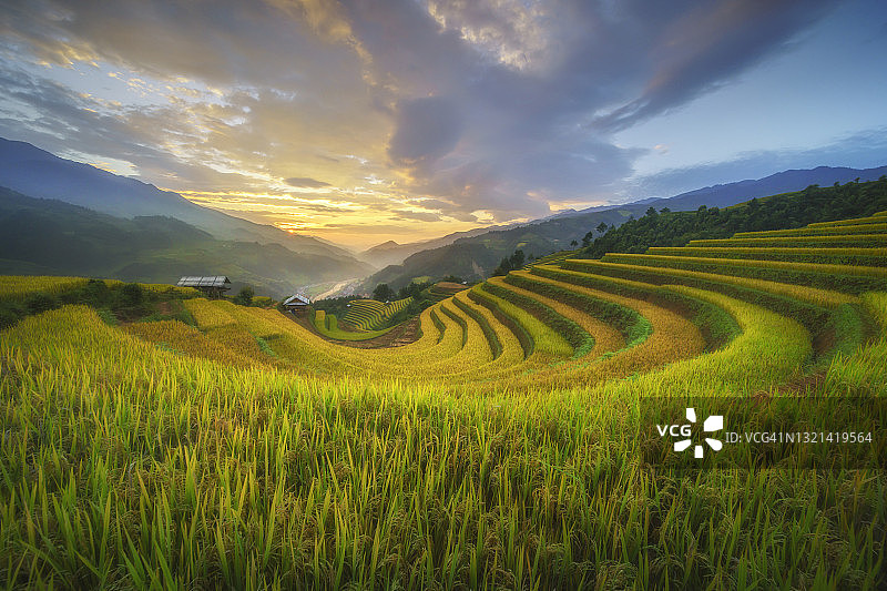 水稻梯田位于越南的木仓寨、颜白、山岭谷地。图片素材
