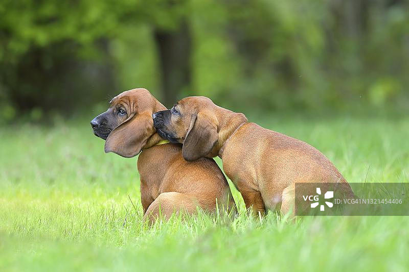 德国，北莱茵-威斯特伐利亚，西格尔兰，9周大的汉诺威schweis猎狗图片素材
