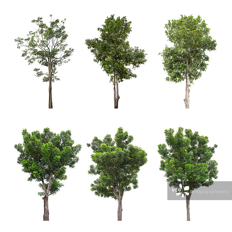 收集大绿树孤立在白色背景。图片素材