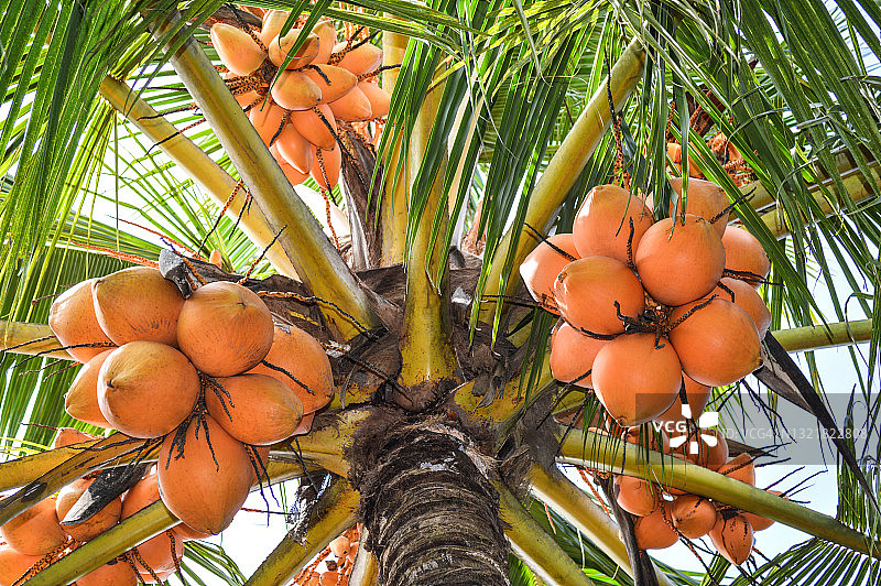 低角度的橘子王椰子在棕榈树上图片素材