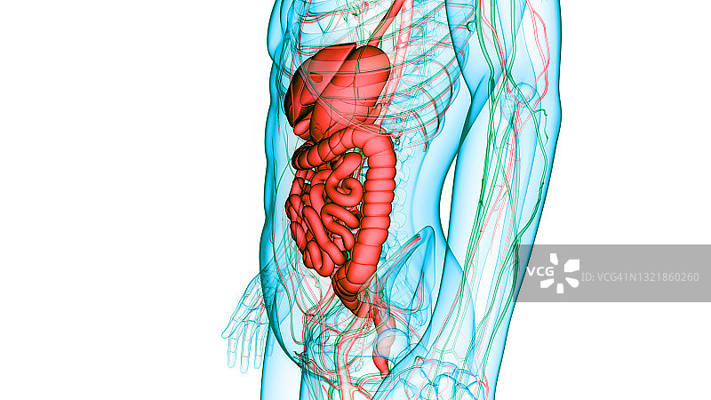 人体消化系统解剖学图片素材