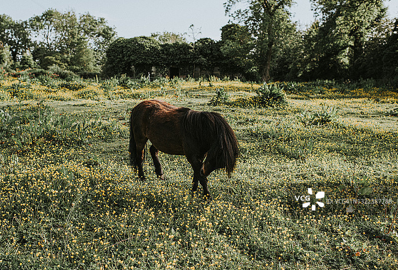一头棕色的设得兰矮种马站在毛茛花丛中图片素材