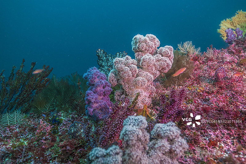 在蓝色海洋和阳光的背景下，彩色的软珊瑚。Owase,米氏日本图片素材
