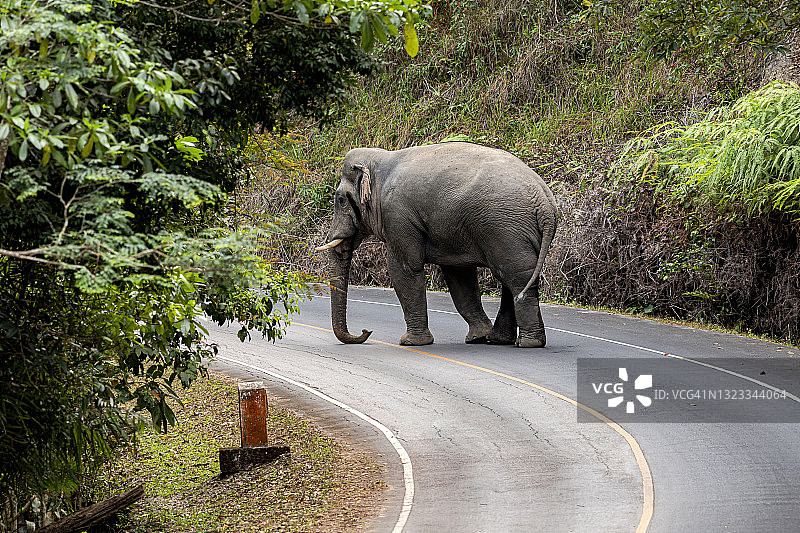大象在路上移动图片素材