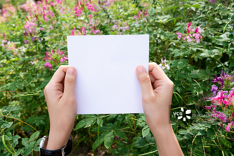 女人手拿白色的纸与粉红色的花和灌木背景。图片素材
