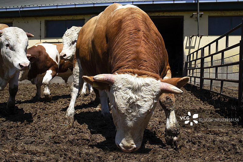 强壮的公牛家畜，用于有机农场的肉类生产。图片素材
