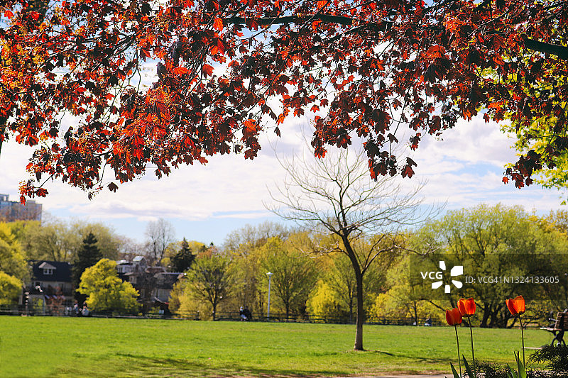 公园里盛开的大自然——绿舞台，红枫树窗帘图片素材