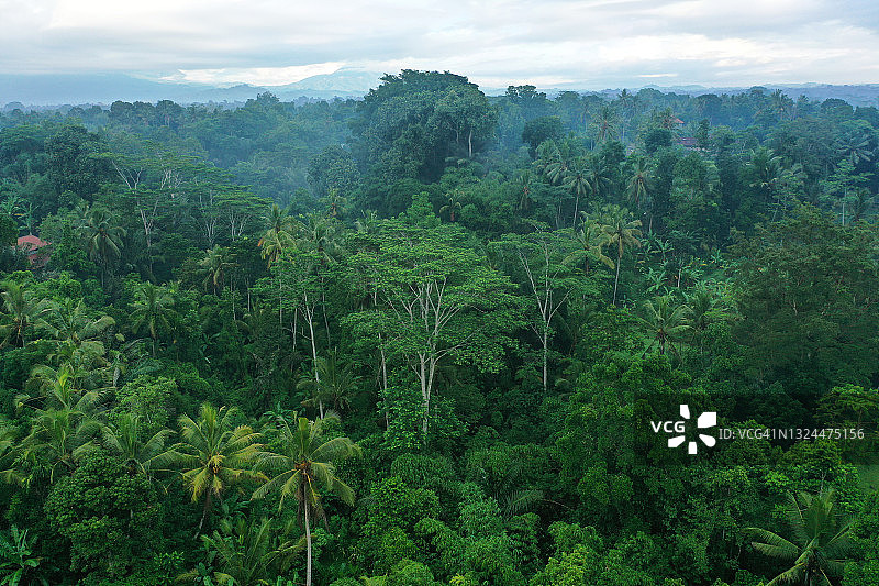 热带森林图片素材