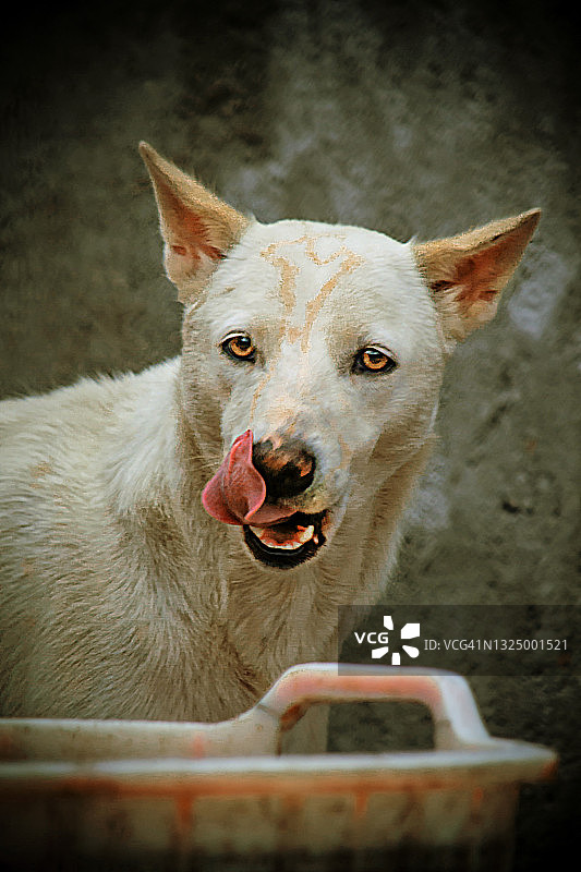 一只伸出舌头的狗的特写图片素材