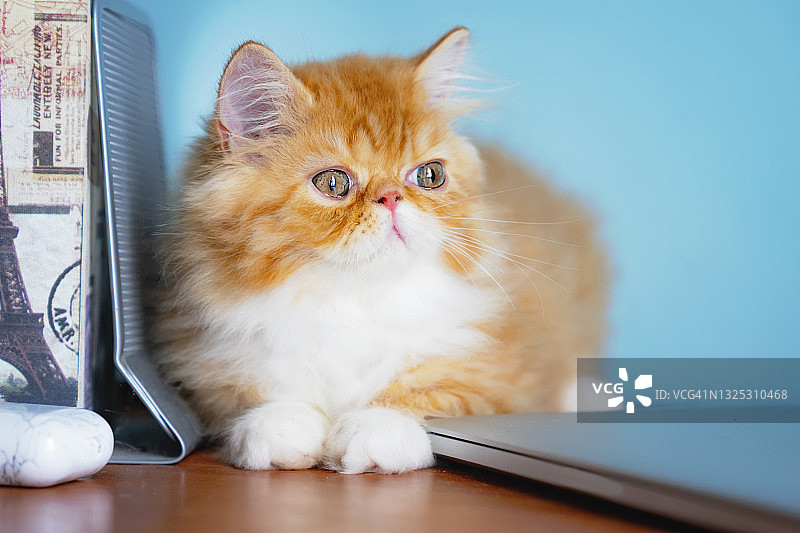 可爱的姜(双色红白)波斯小猫躺在笔记本电脑上图片素材