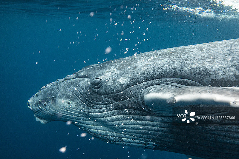 座头鲸漂浮在海洋表面的水泡的雄伟特写图片素材