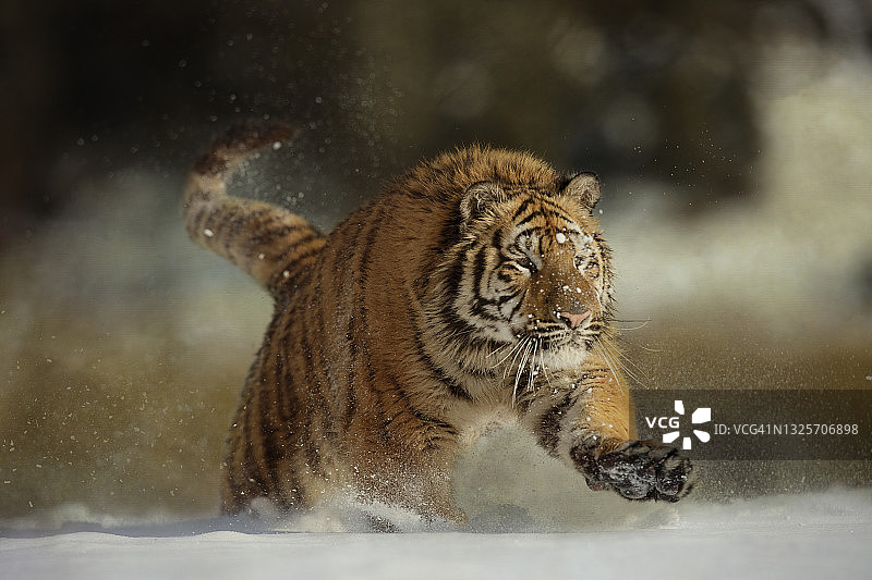 近距离拍摄西伯利亚虎(panthera tigris altaica)在雪地上奔跑的场景图片素材