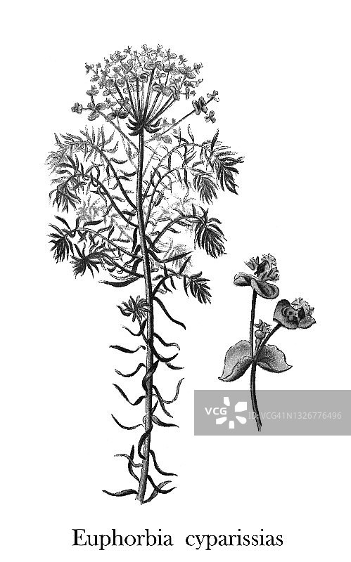 古老的植物学雕刻插图，柏树(大戟)图片素材