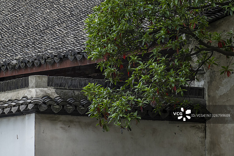 一棵中国历史建筑旁的树图片素材