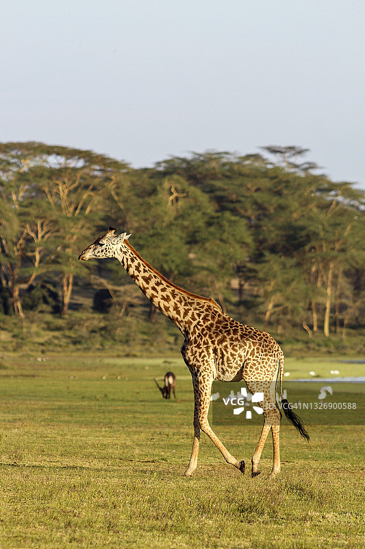 风景优美的野外长颈鹿景观照片图片素材