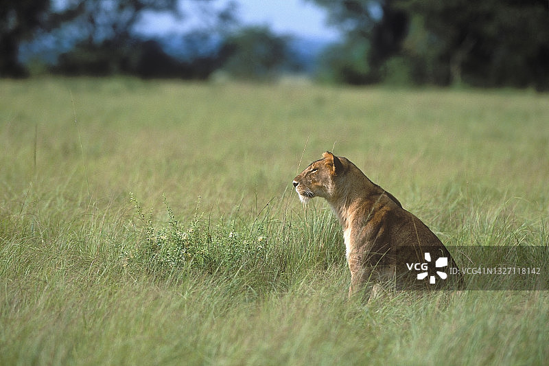 乌干达伊丽莎白女王公园，草丛中的母狮图片素材