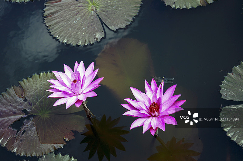 莲花生长在寺庙池塘，巴厘岛，印度尼西亚图片素材