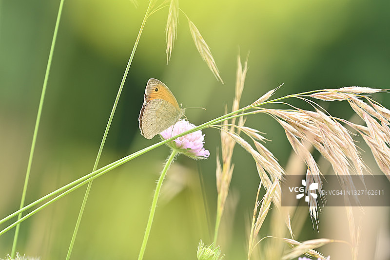 夏天草地里的蝴蝶图片素材