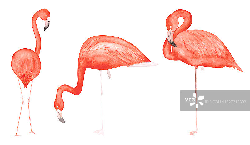 一套3水彩火烈鸟孤立在白色的背景。手绘的粉红色热带鸟类剪贴画。可爱的插画异国情调的动物为您的设计。五颜六色的火烈鸟单腿。图片素材