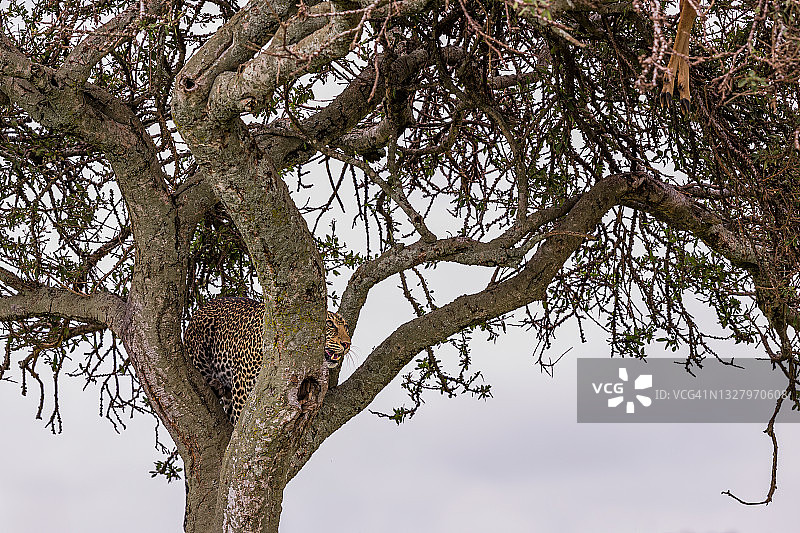 树上的非洲豹图片素材