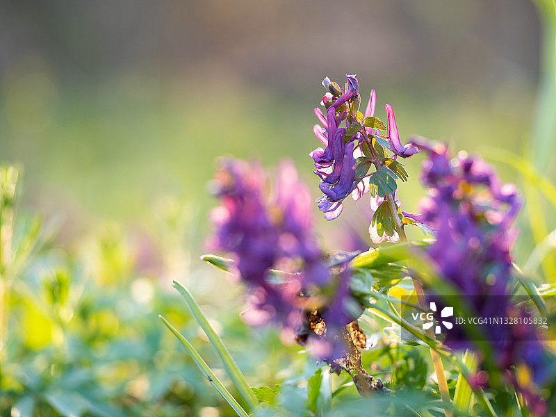在阳光明媚的春天森林紫色花朵的特写图片素材