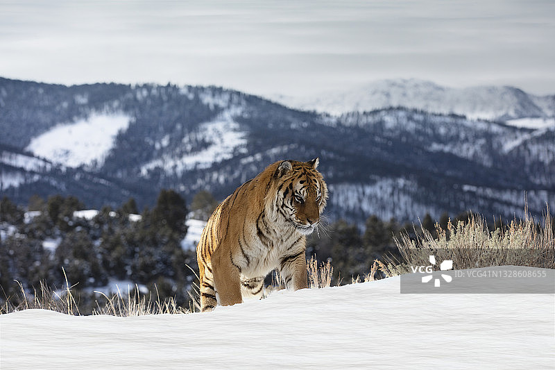 东北虎站在雪地上的正面照片图片素材