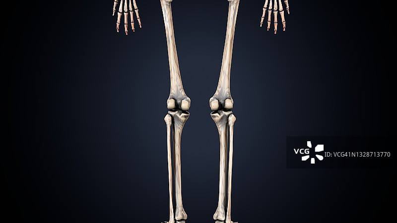 人体骨骼腿关节解剖的三维插图图片素材