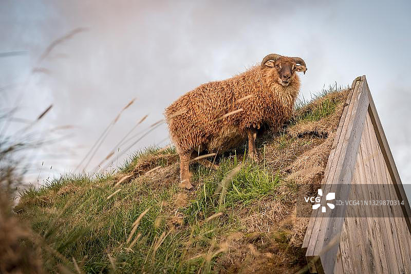 冰岛北冰岛Lytingsstadir原泥炭建筑中的绵羊站在马厩上图片素材