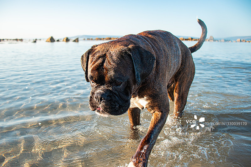 一只快乐的狗在平静的夏日里在海水里玩耍图片素材