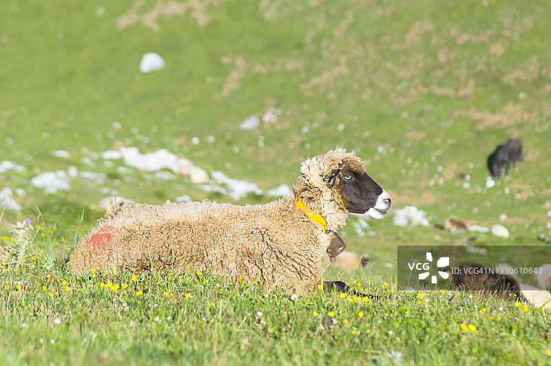 在欧罗巴山吃草的公羊图片素材