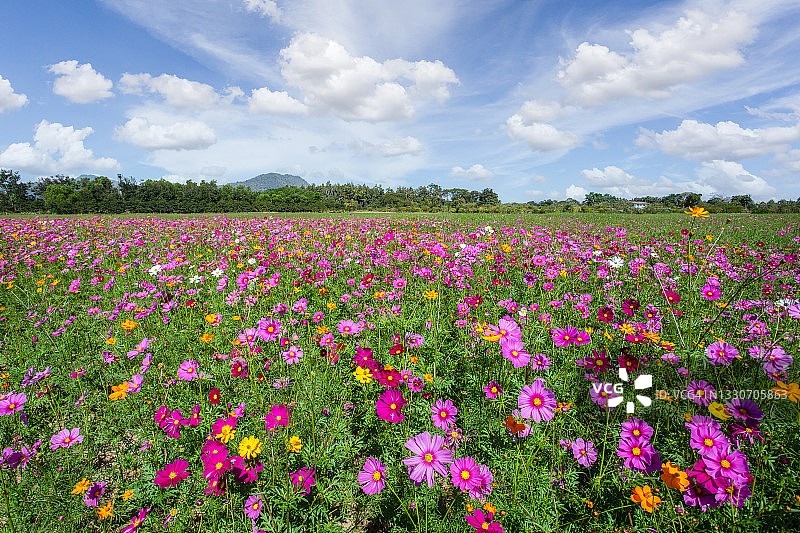清莱的Boonrawd农场在阳光明媚的日子里，春天的田野里美丽的宇宙花图片素材