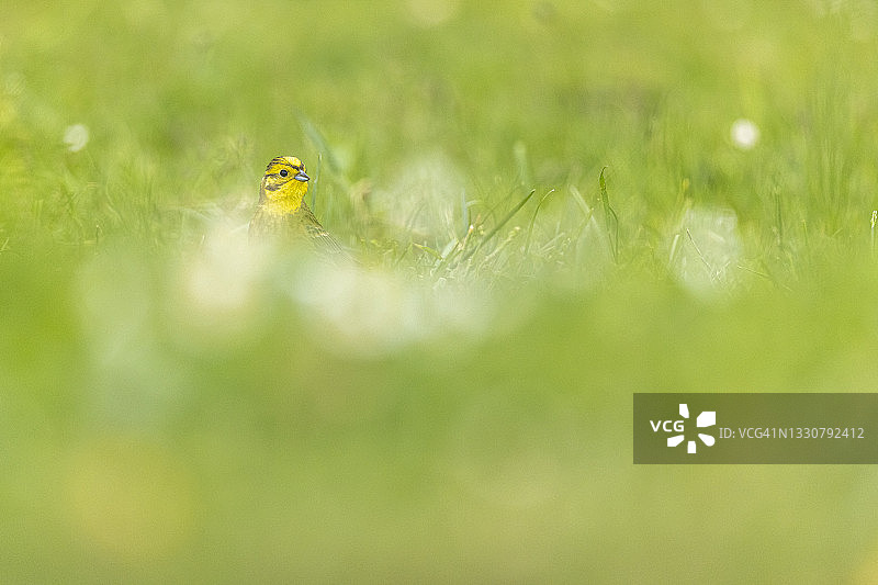 金翼啄木鸟在草原图片素材