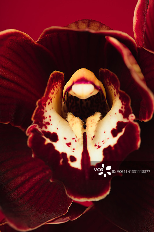 红色背景上美丽的兰花。宏图片素材