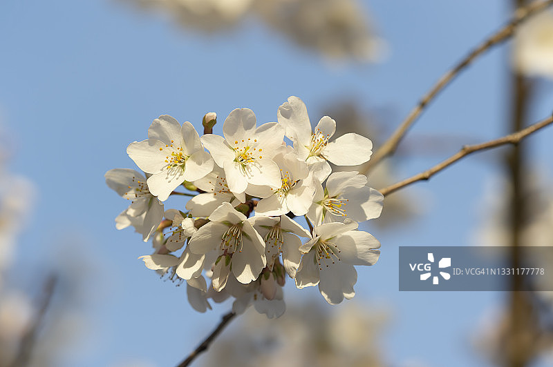 樱桃Blossoms_3图片素材